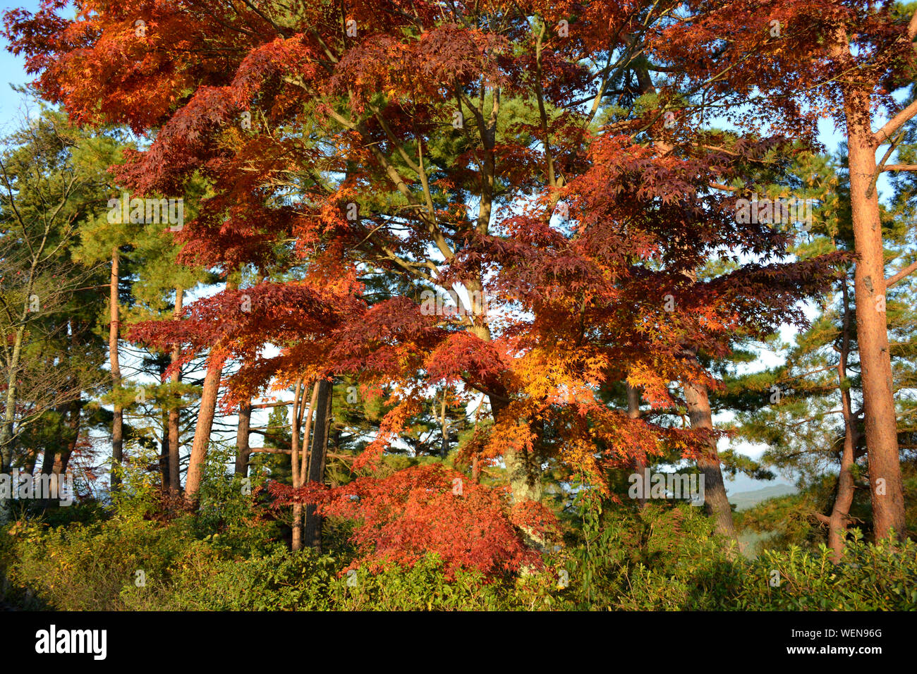Closeup traditional japanese rain hi-res stock photography and images ...