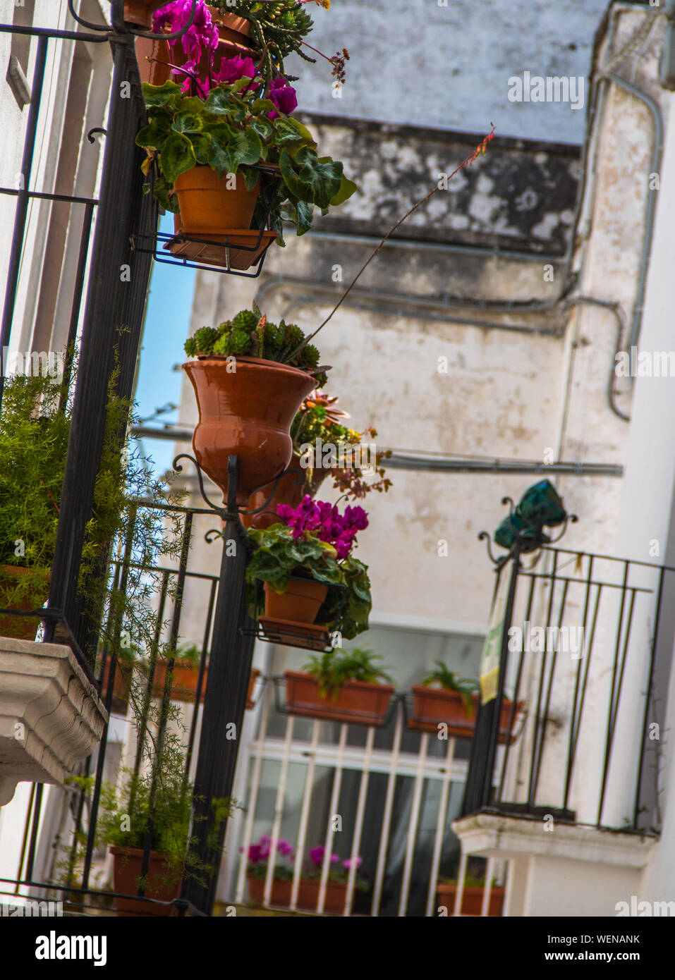 Potted Plants On Balcony Against Wall Stock Photo Alamy