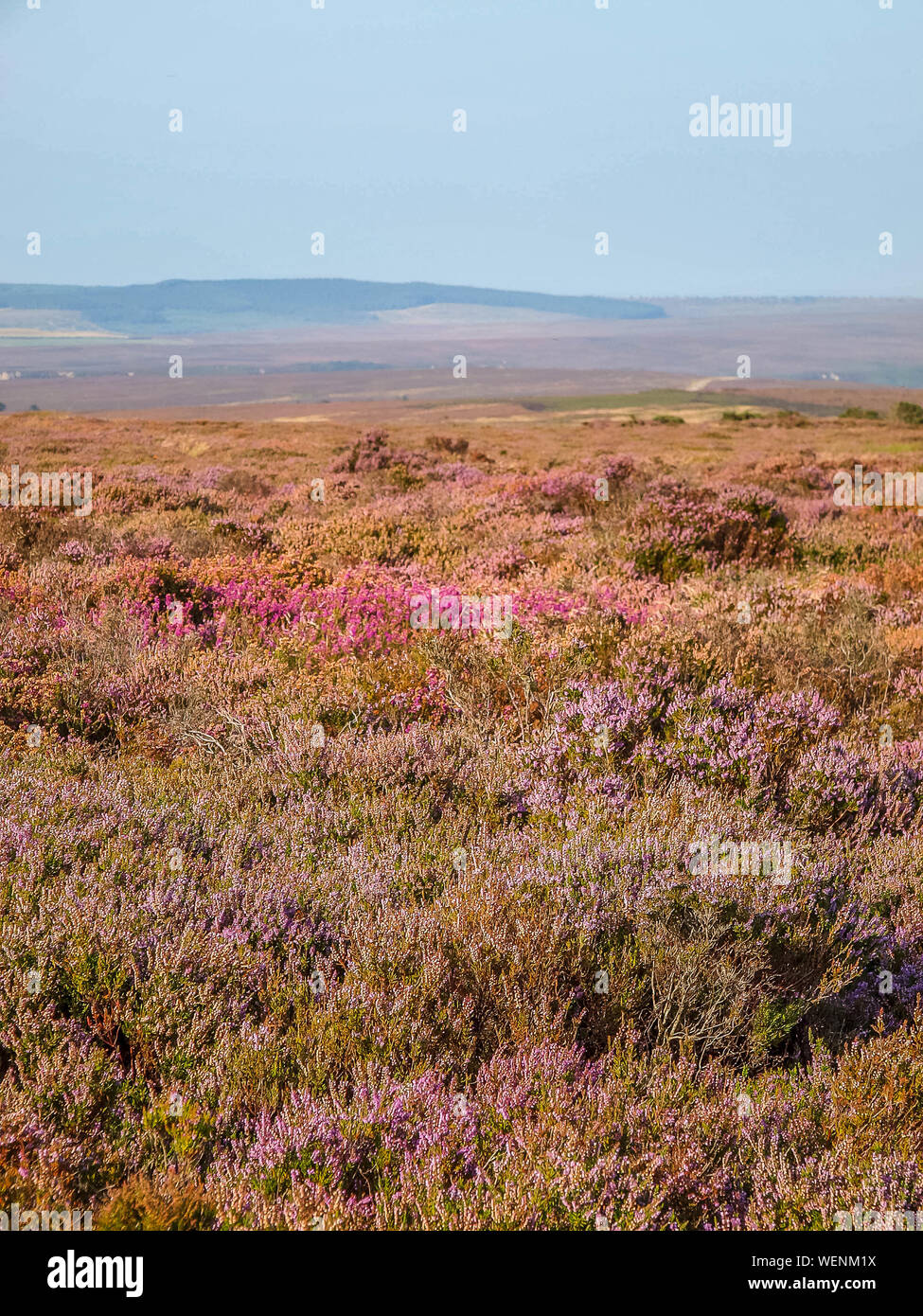 Heather blooming on the moor as far as the eye can see in Yorkshire, UK Stock Photo