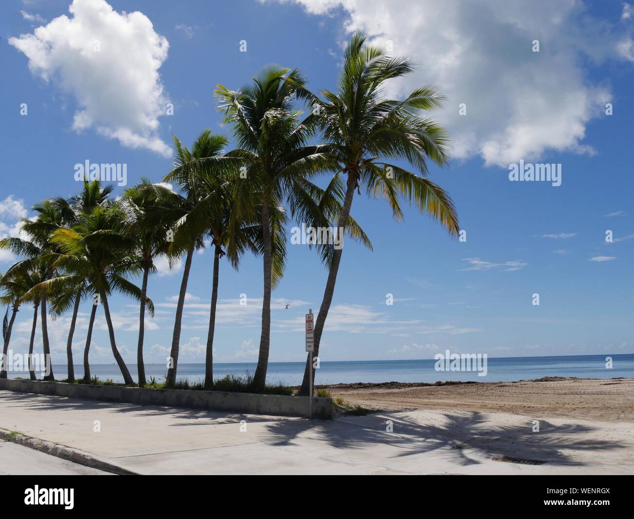 Wide stretch of beaches with coconut trees along S Roosevelt Boulevard