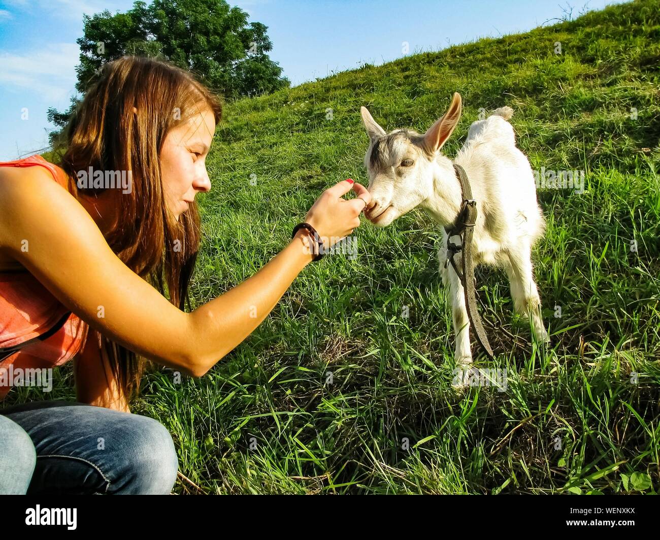 Goat On Leash High Resolution Stock Photography and Images Alamy