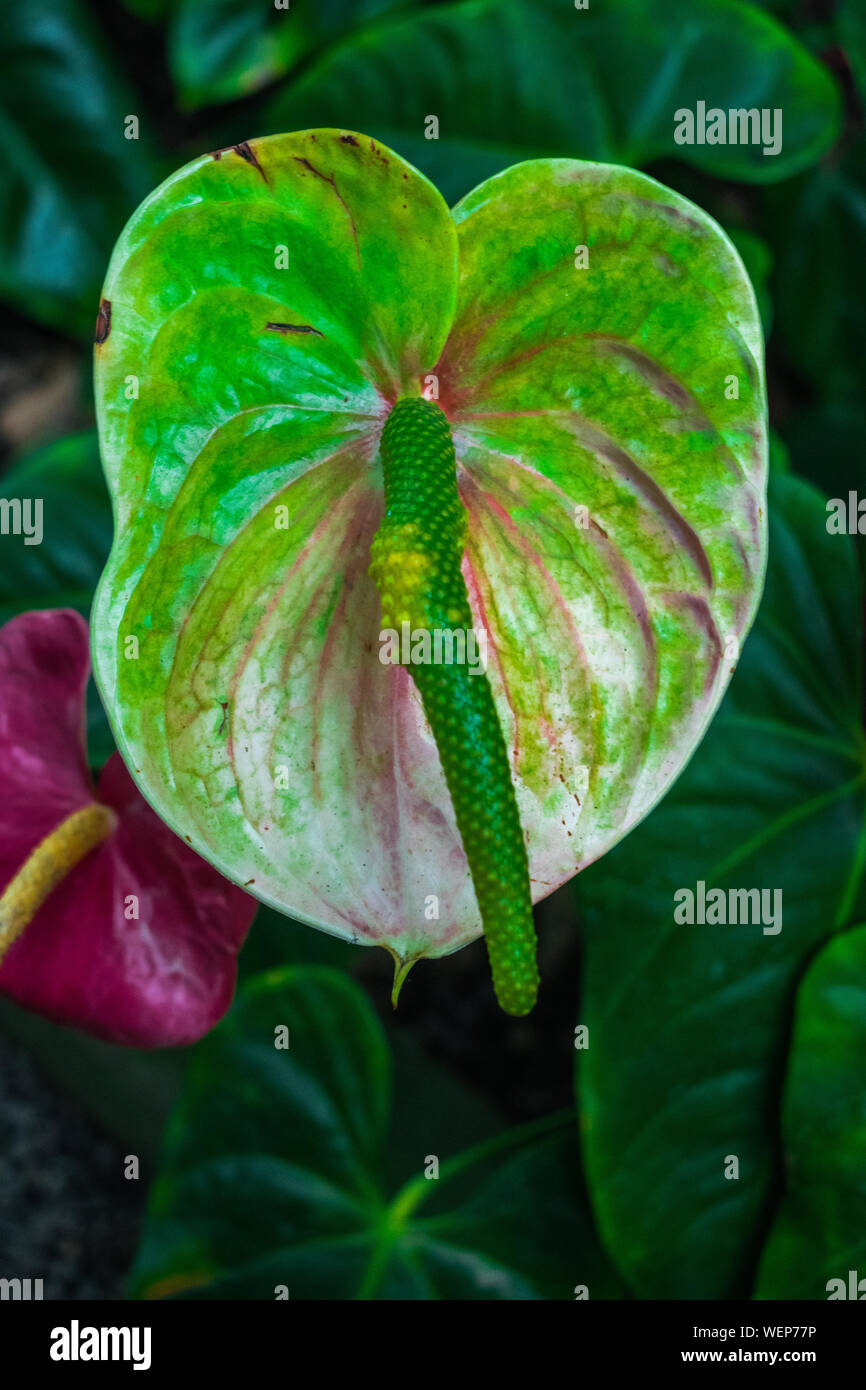 exotic green anthurium flower Stock Photo - Alamy