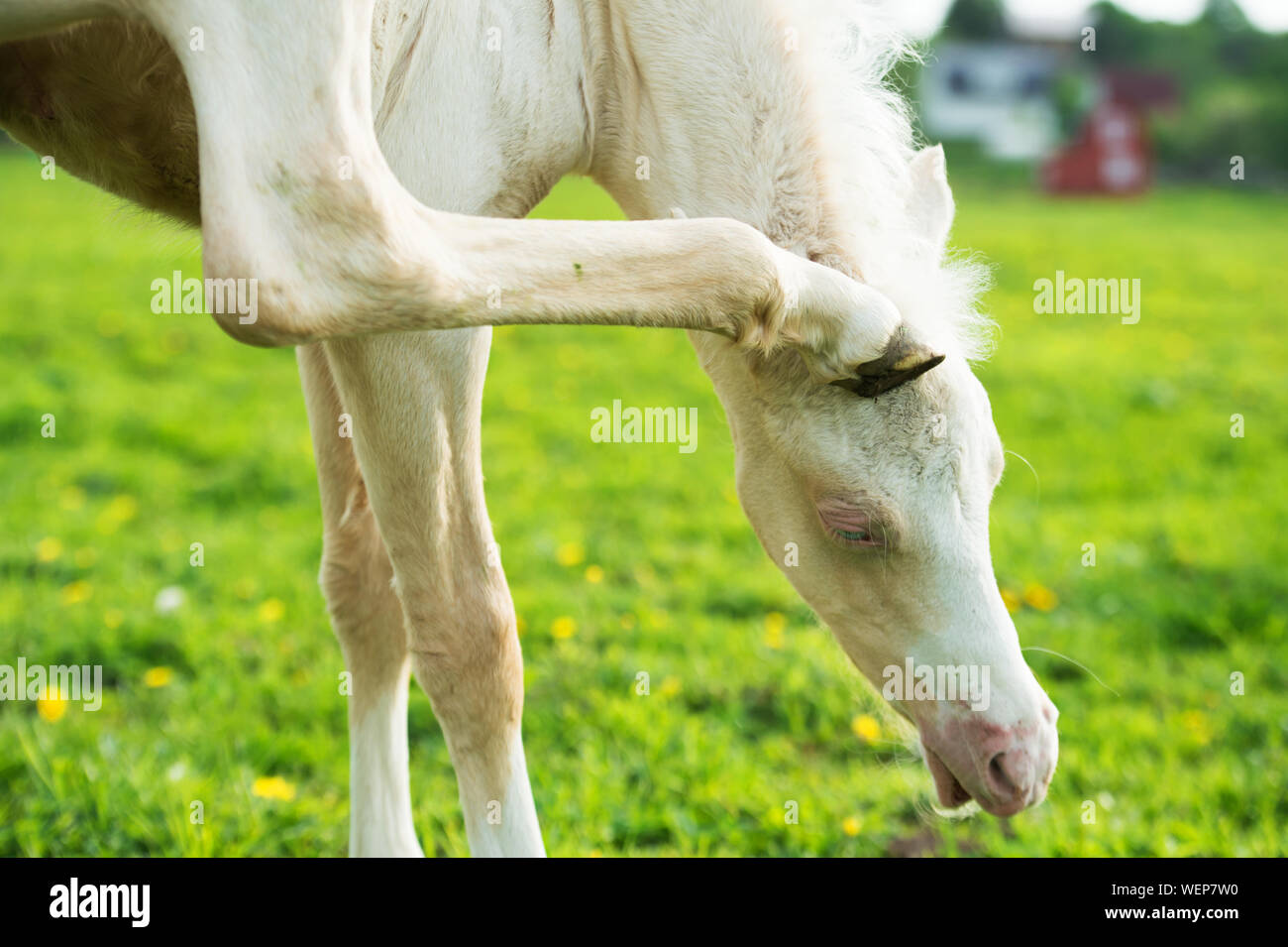 Horses rubbing hires stock photography and images Alamy