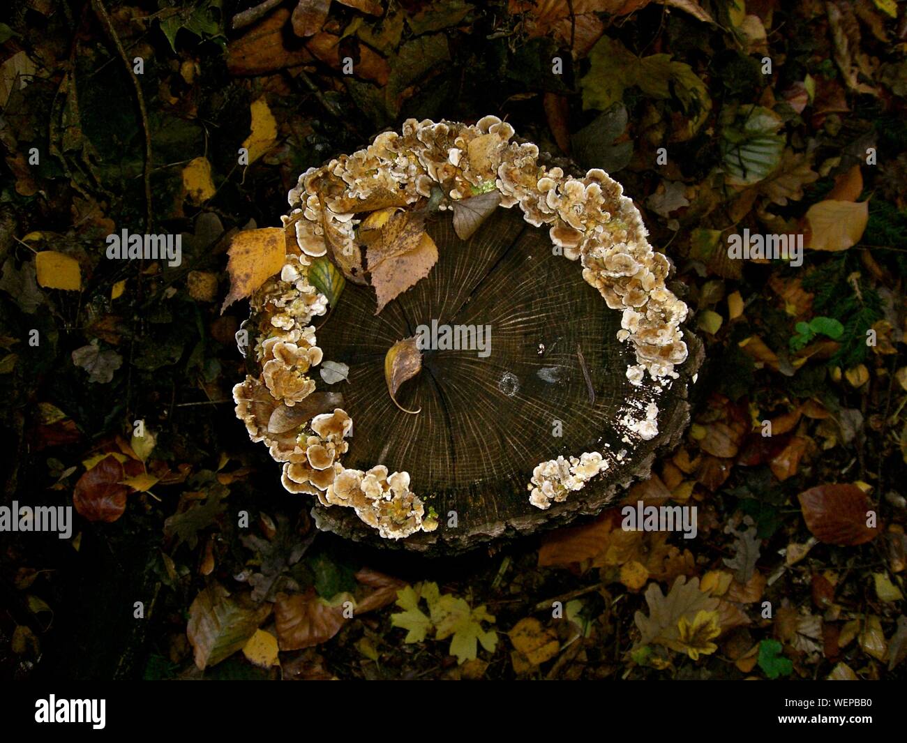 Fungus On Tree Stump Stock Photo Alamy