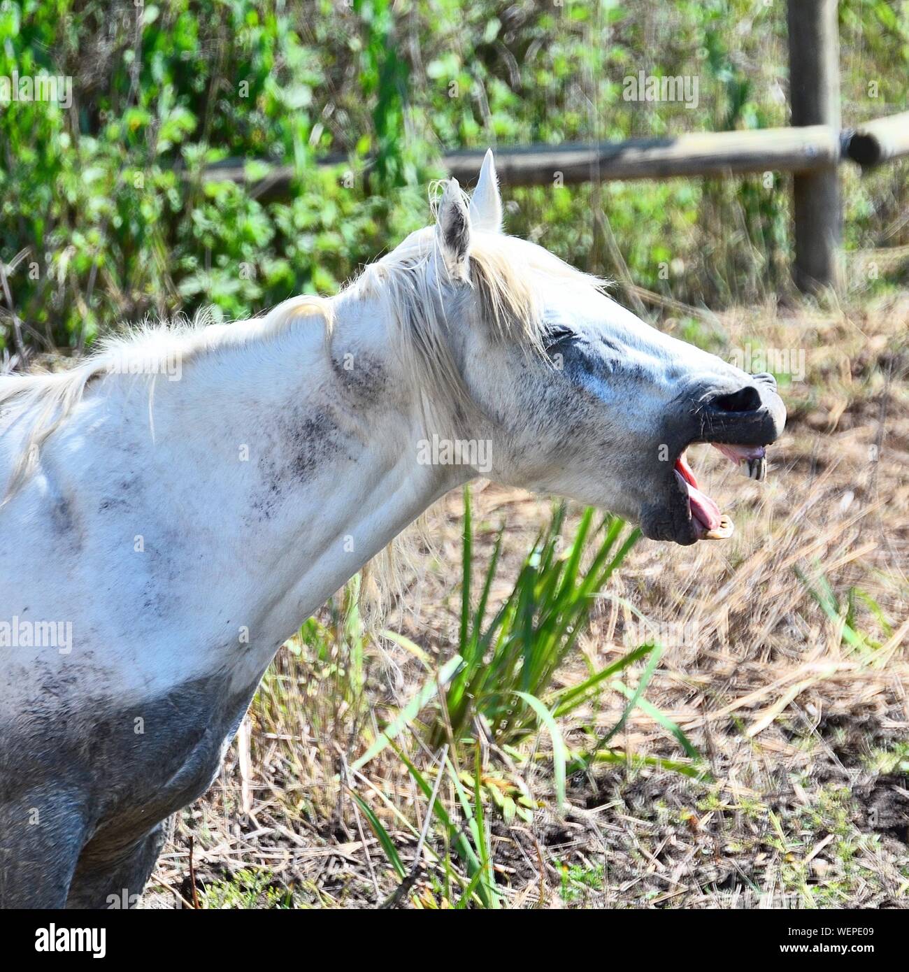 Side View Of White Horse Neighing On Field Stock Photo