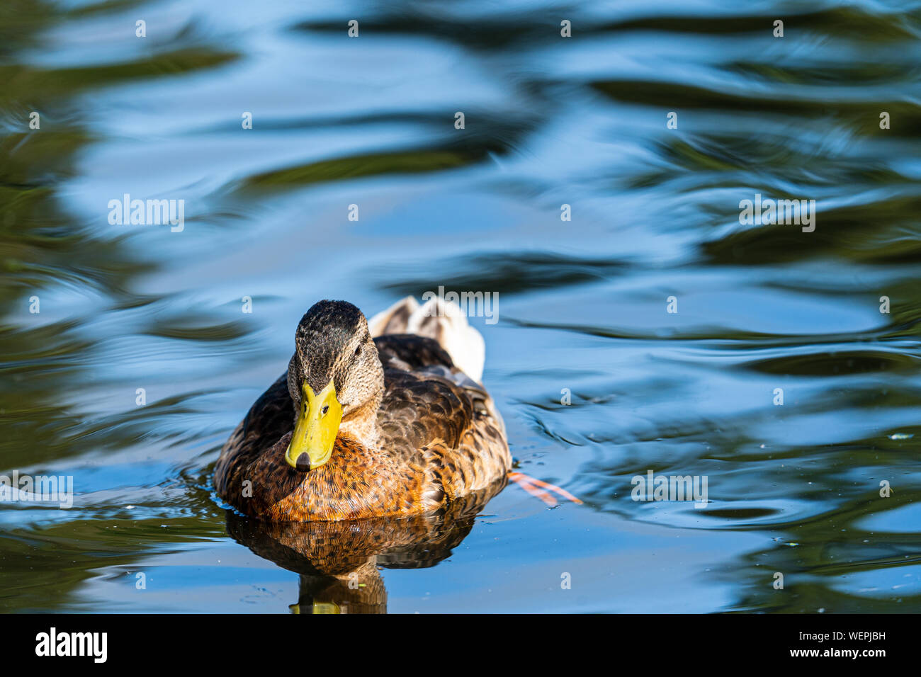 Duck on the lake Stock Photo