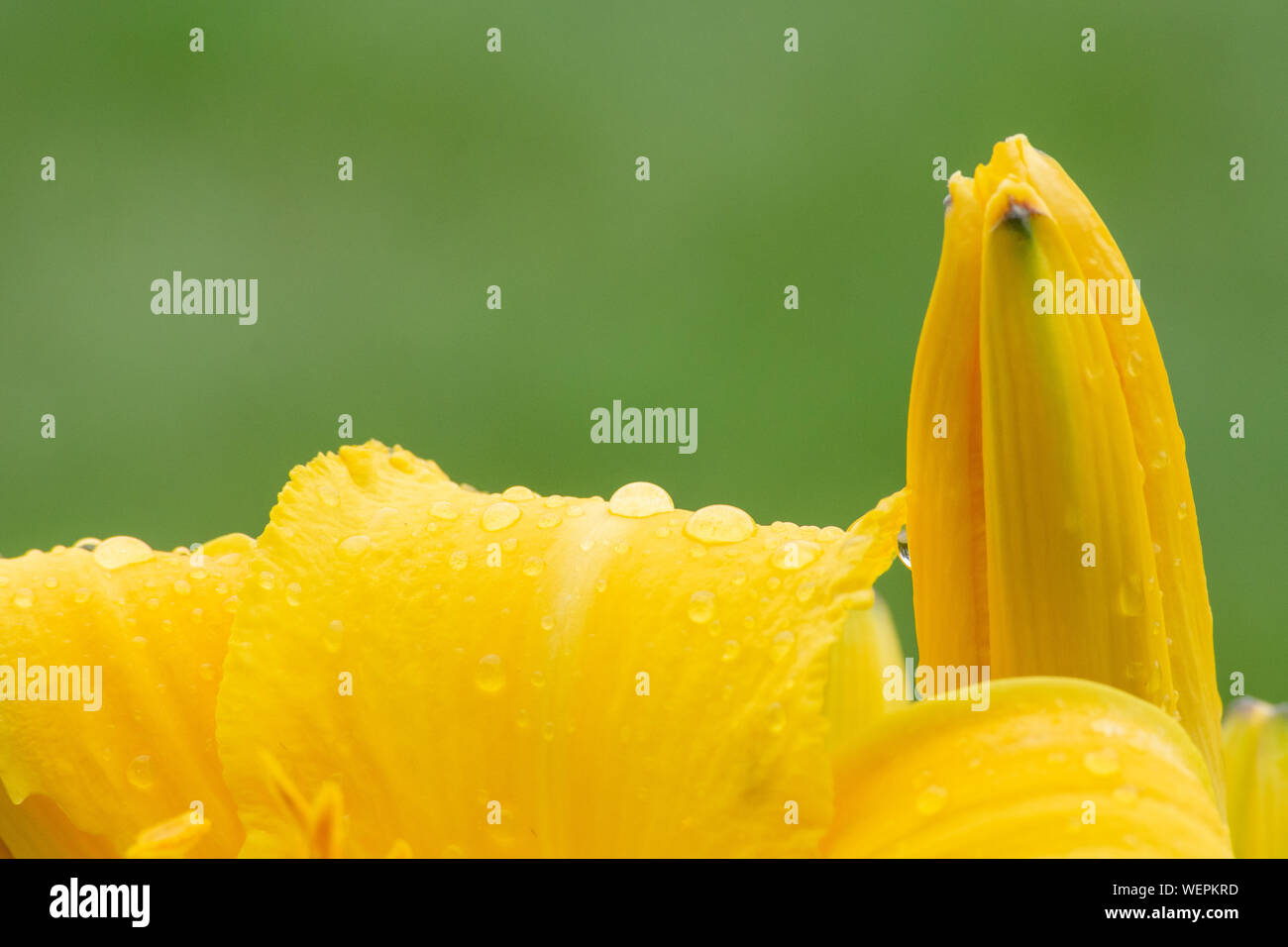 Vibrant flower colours hi-res stock photography and images - Alamy