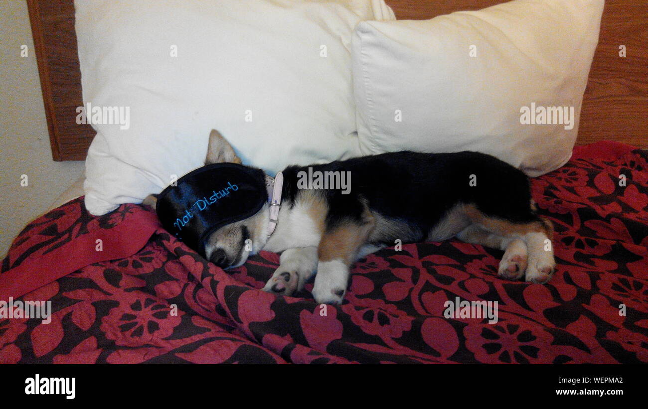 Dog Sleeping On Bed Stock Photo Alamy