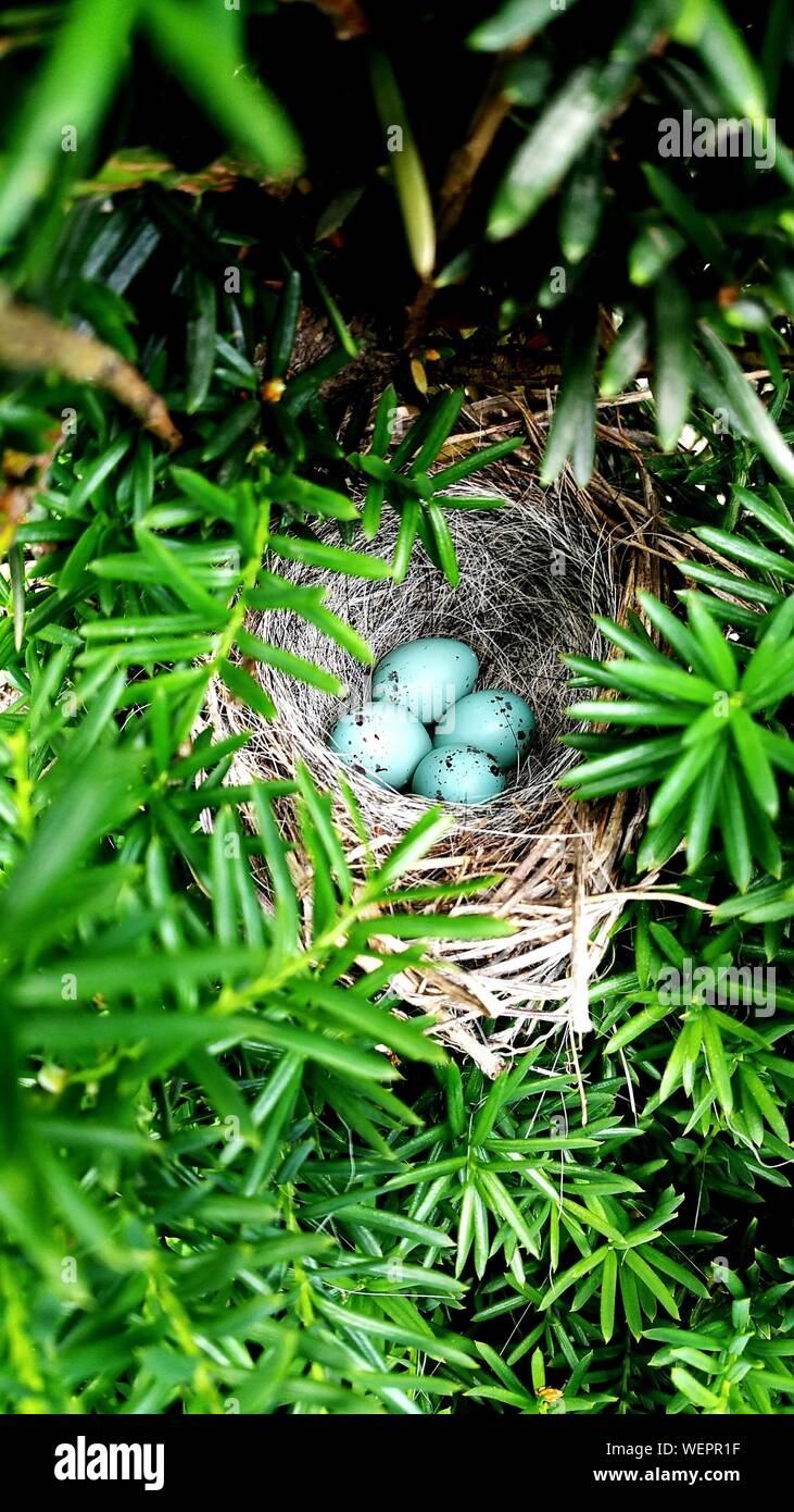 High Angle View Of Song Sparrow Eggs In Nest By Plants Stock Photo Alamy