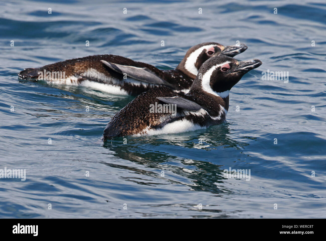 Magellanic Penguin (Spheniscus magellanicus) two adults swimming in sea Puerto Montt, Chile January Stock Photo
