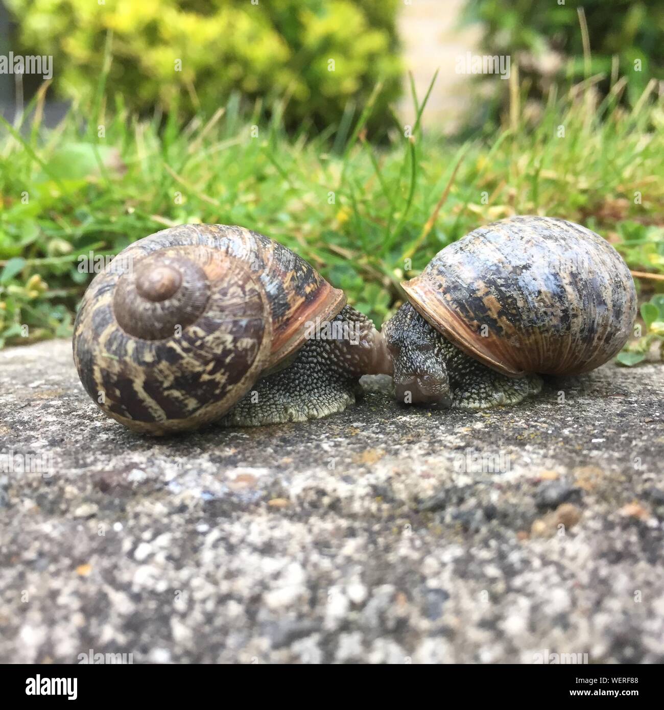 Snails Mating High Resolution Stock Photography and Images Alamy