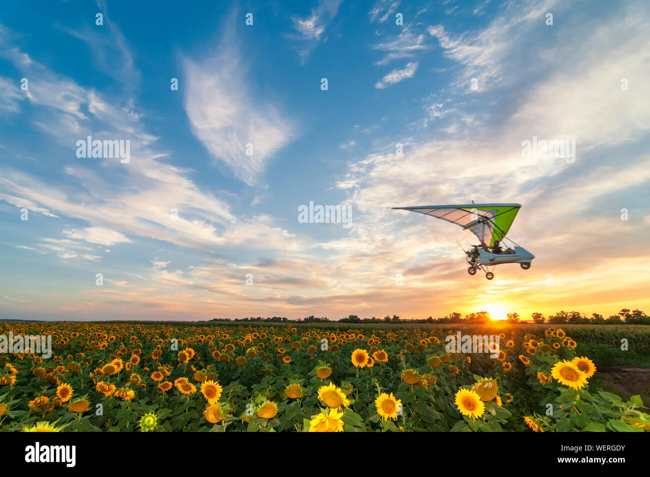 Beautiful sunflower field on a sunset with hang glider motor trike passing by on high speed. Focus on sunflower field Stock Photo
