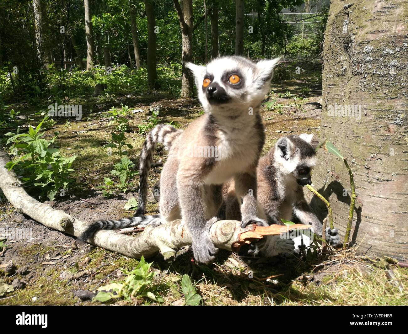 Two animals sitting in tree trunk hi-res stock photography and images - Alamy Two animals sitting in tree trunk hi-res stock photography and images - Alamy