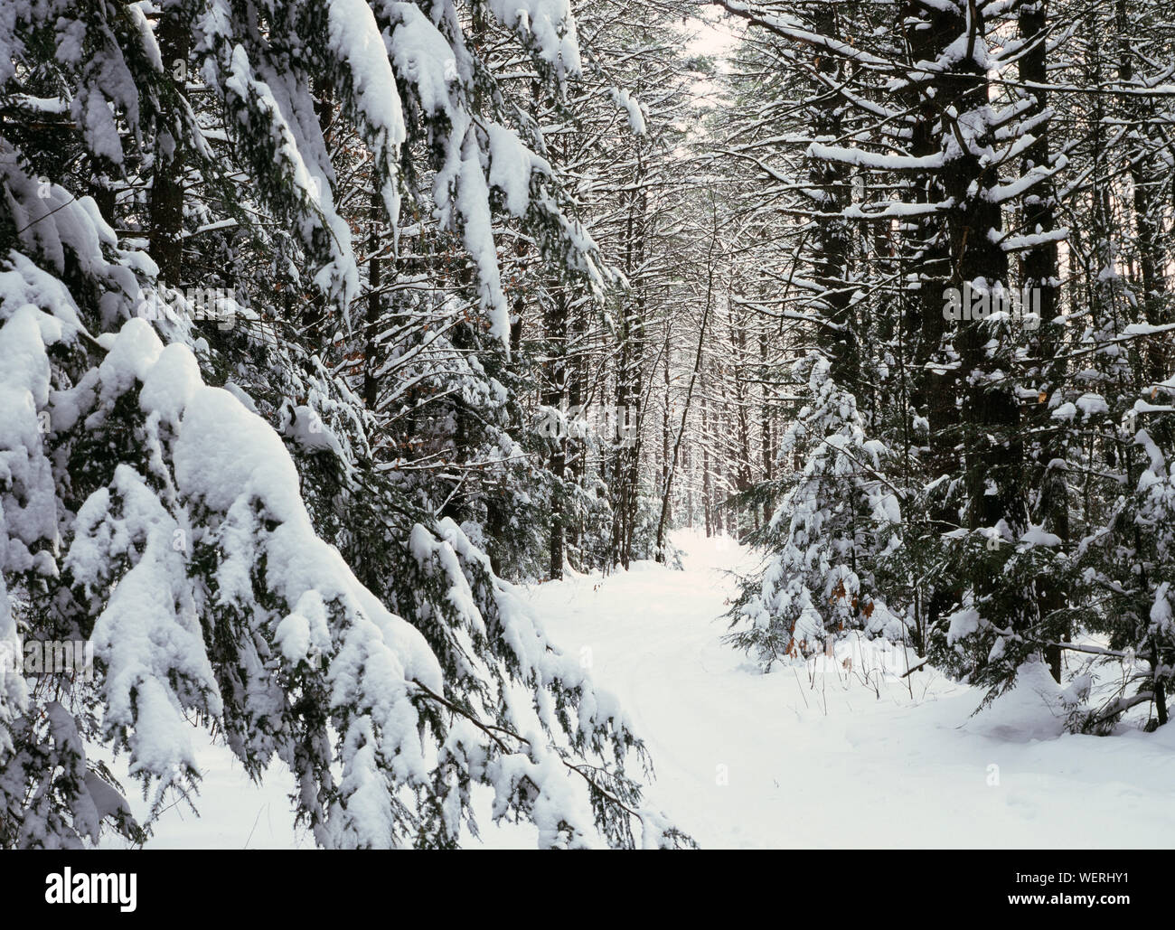 Snow covered forest trail in the White Mountains of New Hampshire Stock Photo