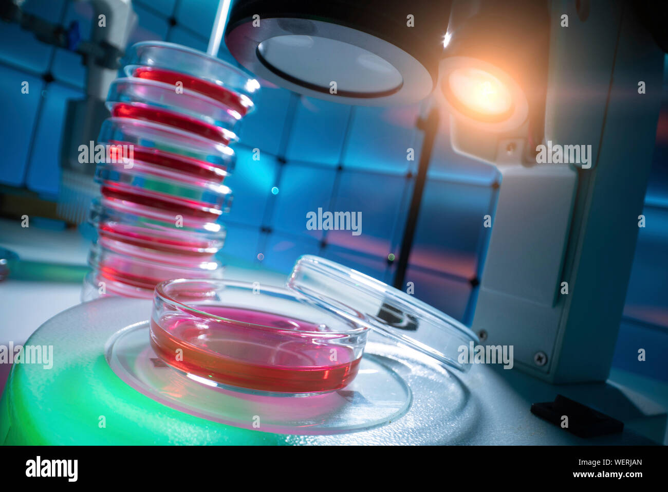 Microbiology research Stock Photo
