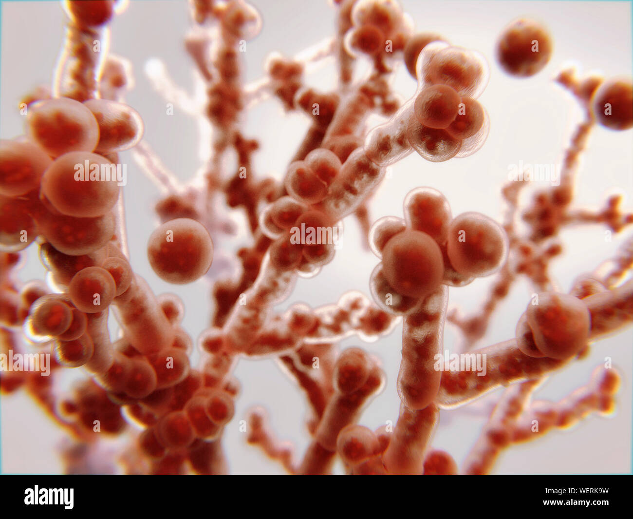 Candida albicans fungus, illustration Stock Photo