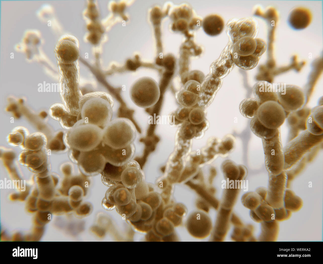 Candida yeast, illustration Stock Photo