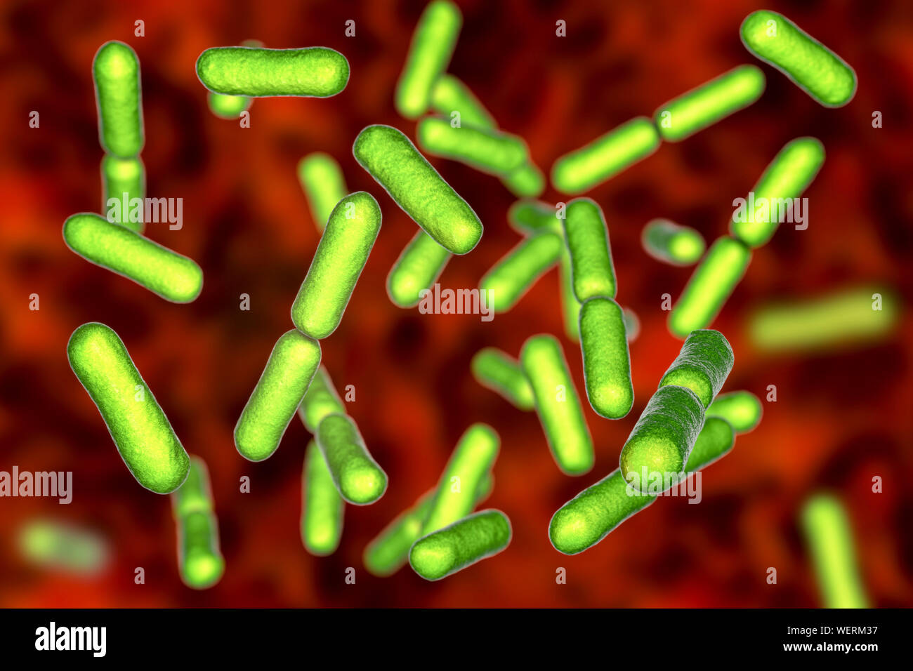 Probiotic bacteria Bacillus clausii, illustration Stock Photo Alamy Probiotic bacteria Bacillus clausii, illustration Stock Photo Alamy