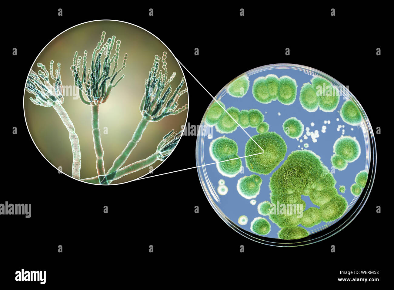 Penicillium fungus, composite image Stock Photo