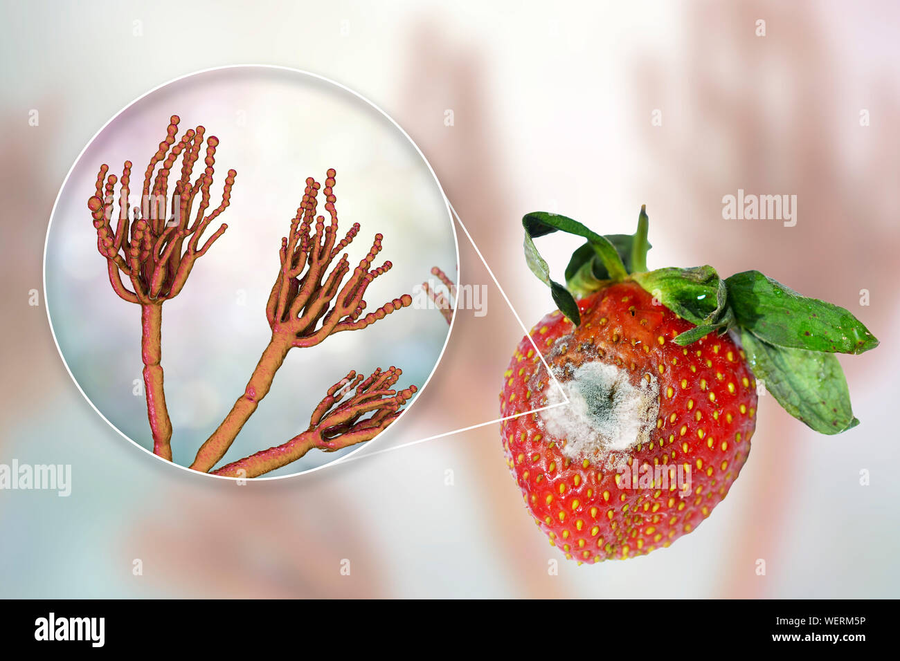 Strawberry covered with mould, composite image Stock Photo