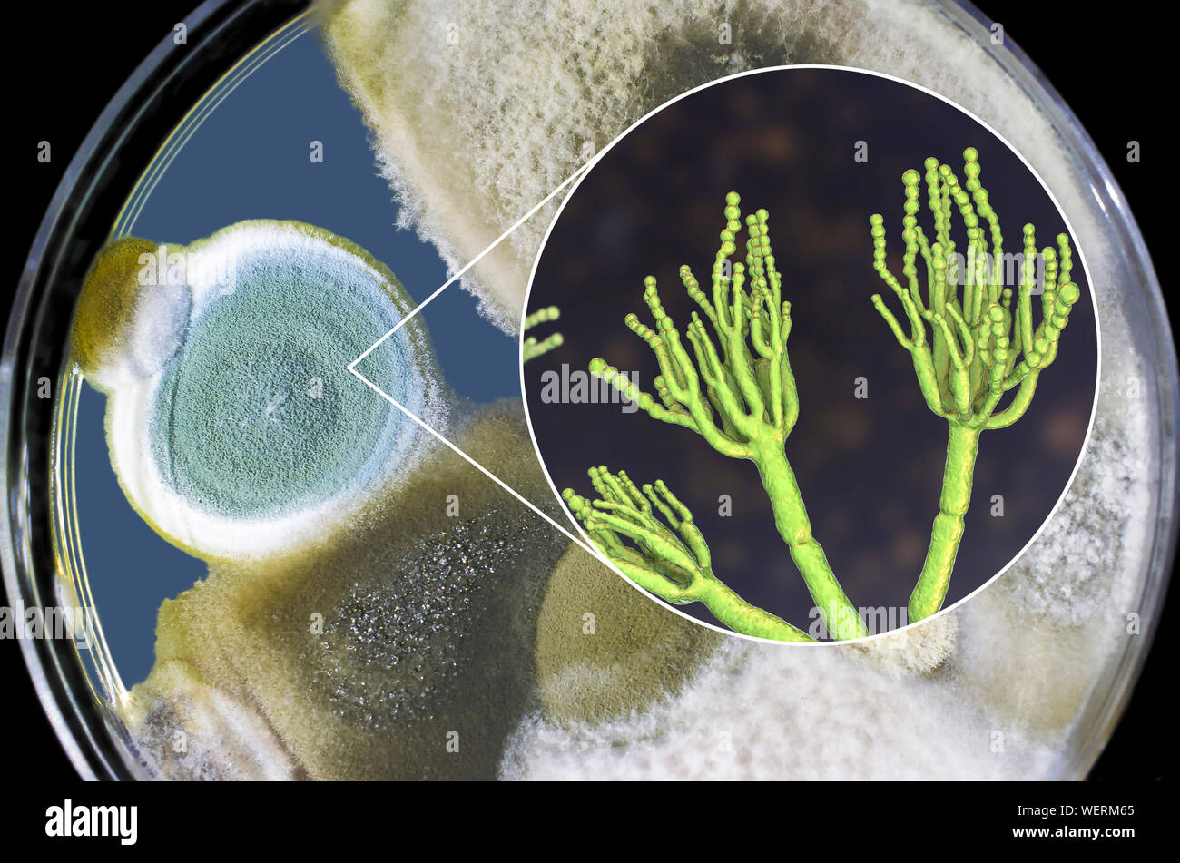 Penicillium fungus, composite image Stock Photo