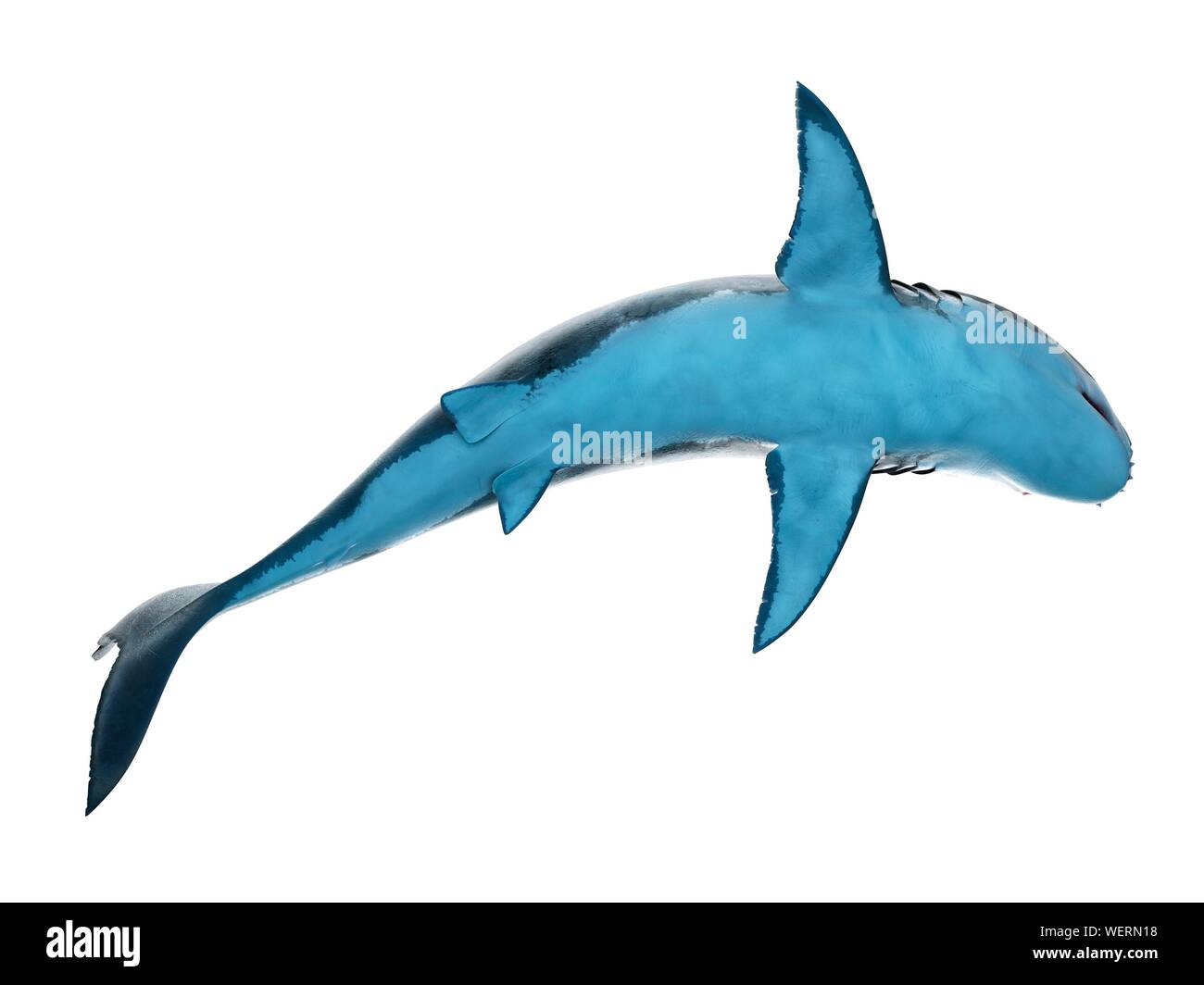 Great white shark, illustration Stock Photo - Alamy