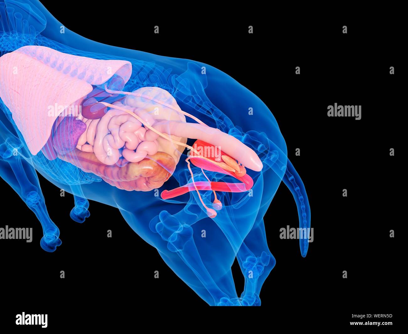 Horse anatomy, illustration Stock Photo