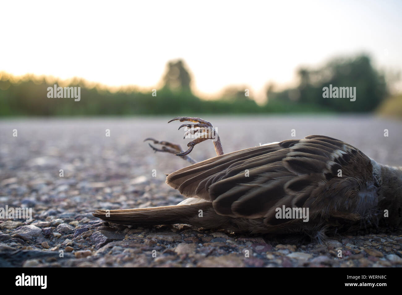 Wild bird run over asphalt of country road. Concept for road safety and