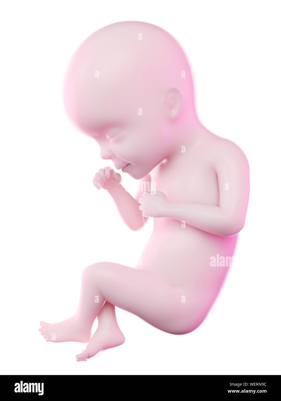 Fetus at week 27, illustration Stock Photo - Alamy