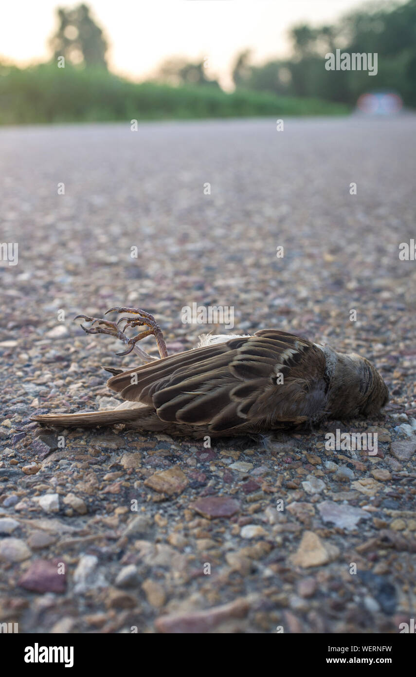 Bird collisions hires stock photography and images Alamy