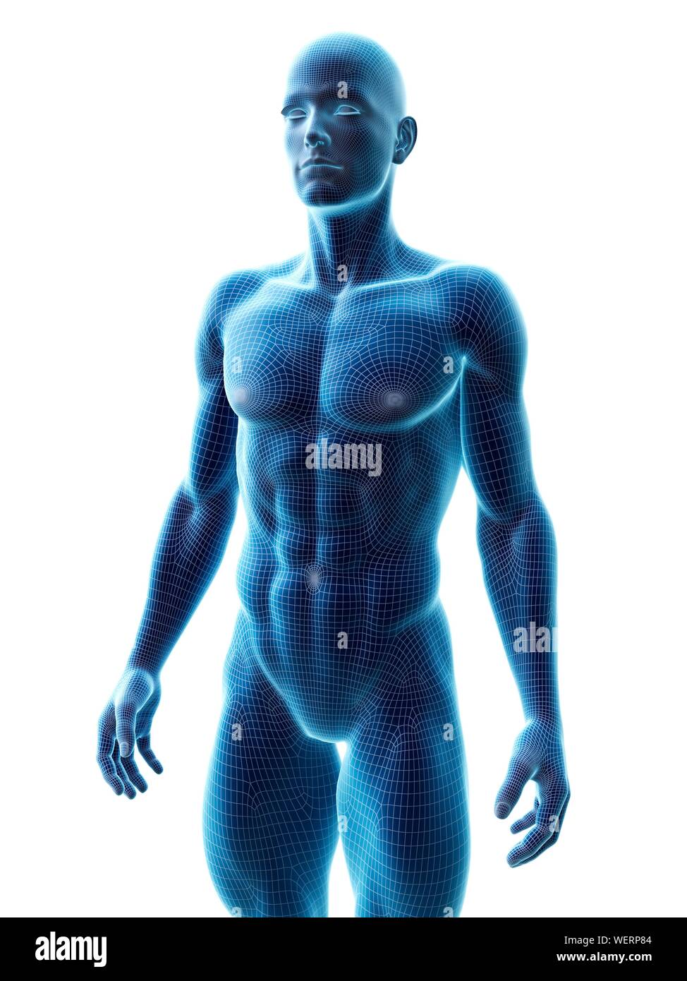 Muscular man, illustration Stock Photo