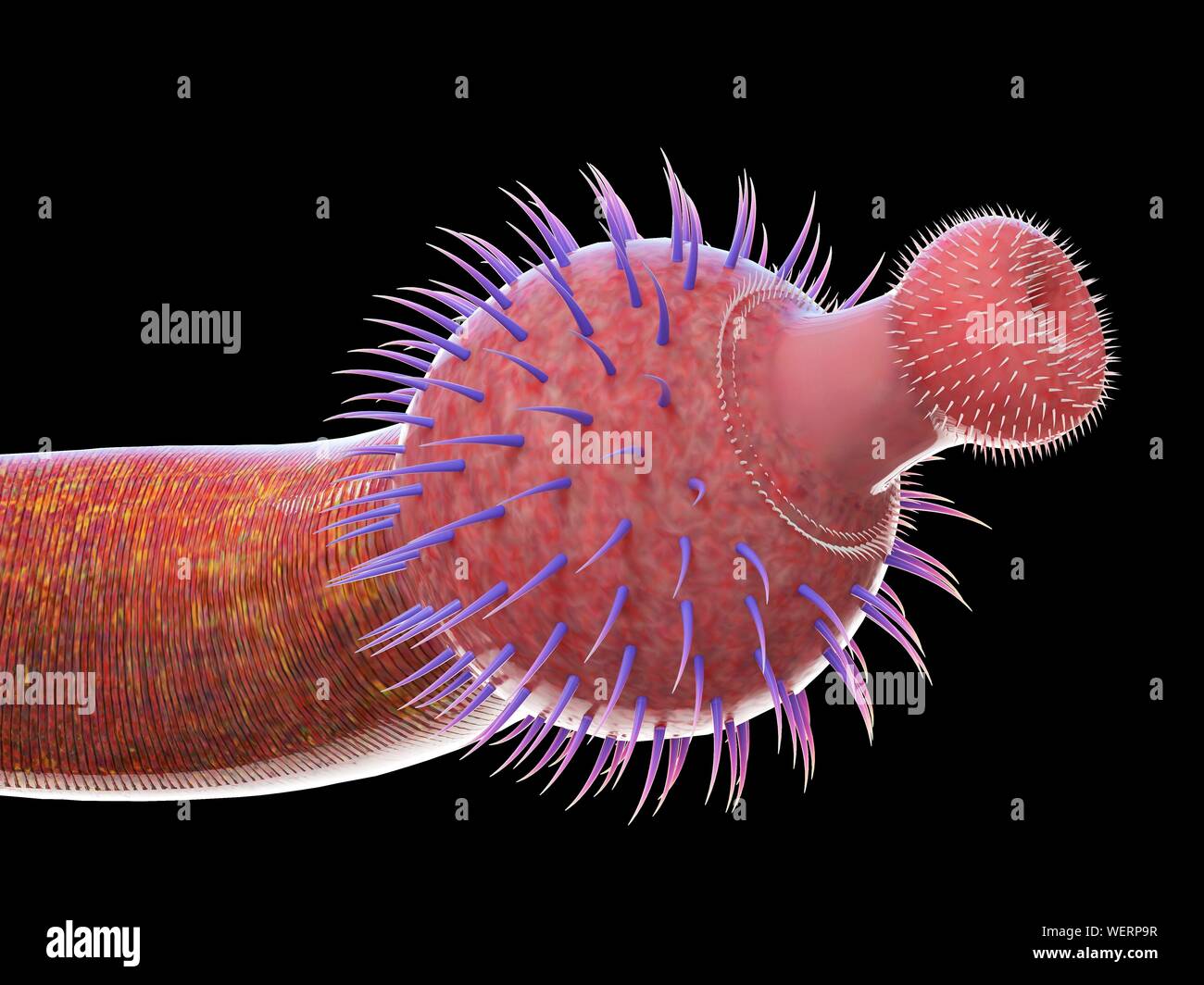Ottoia marine worm, illustration Stock Photo