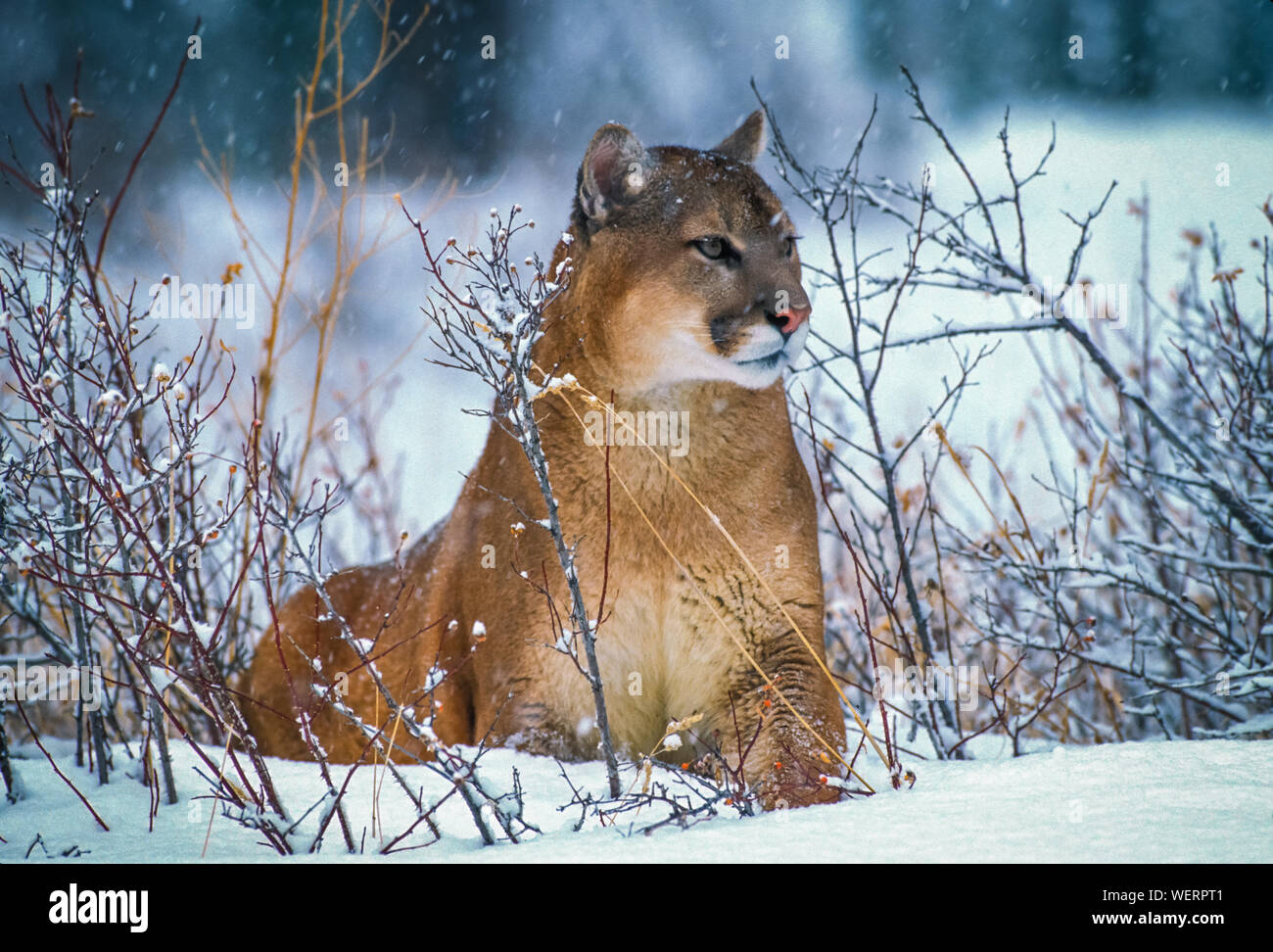 Cougar Resting Amidst Dead Plants During Snowfall Stock Photo