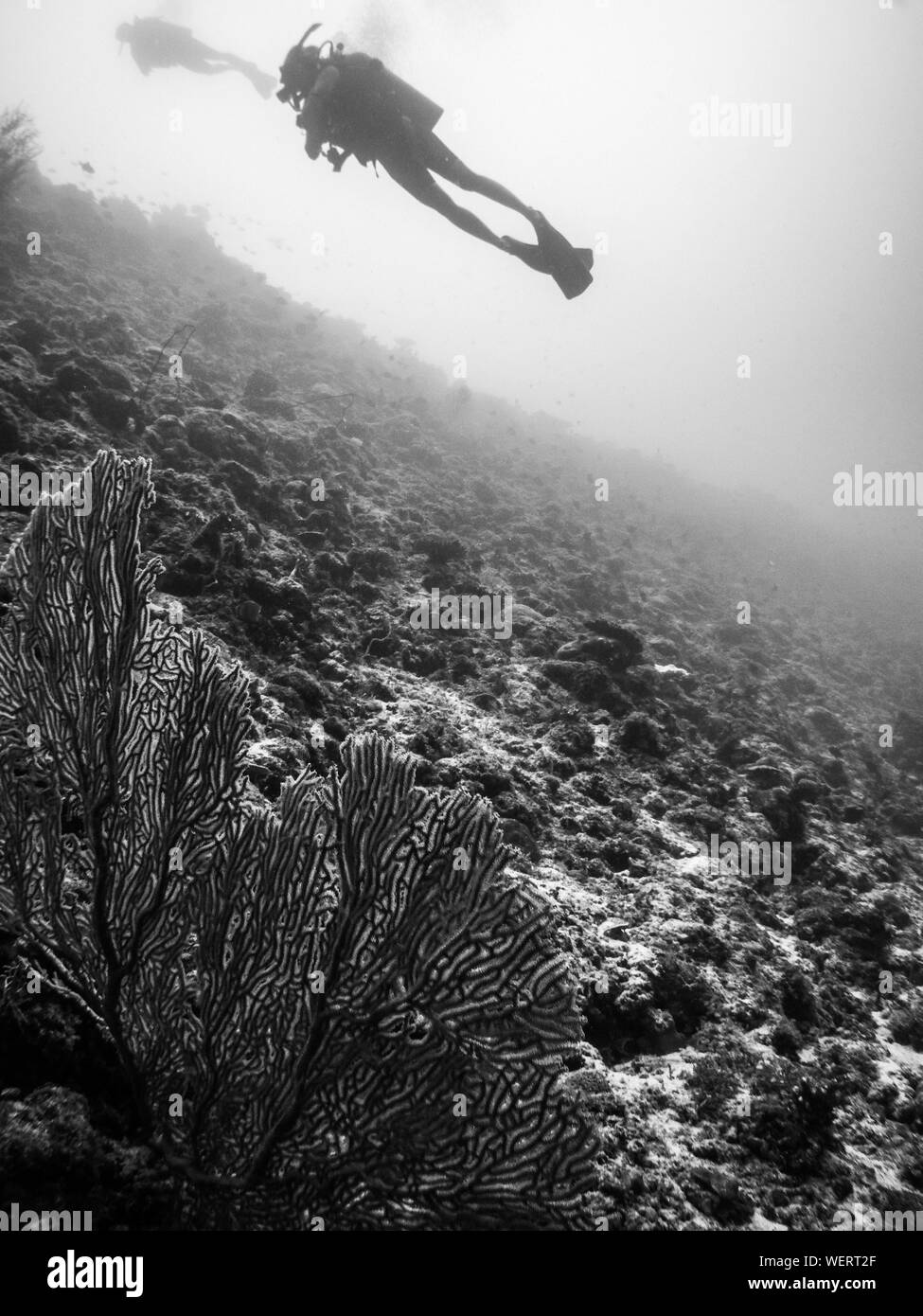 Man swimming underwater in swimming Black and White Stock Photos ...