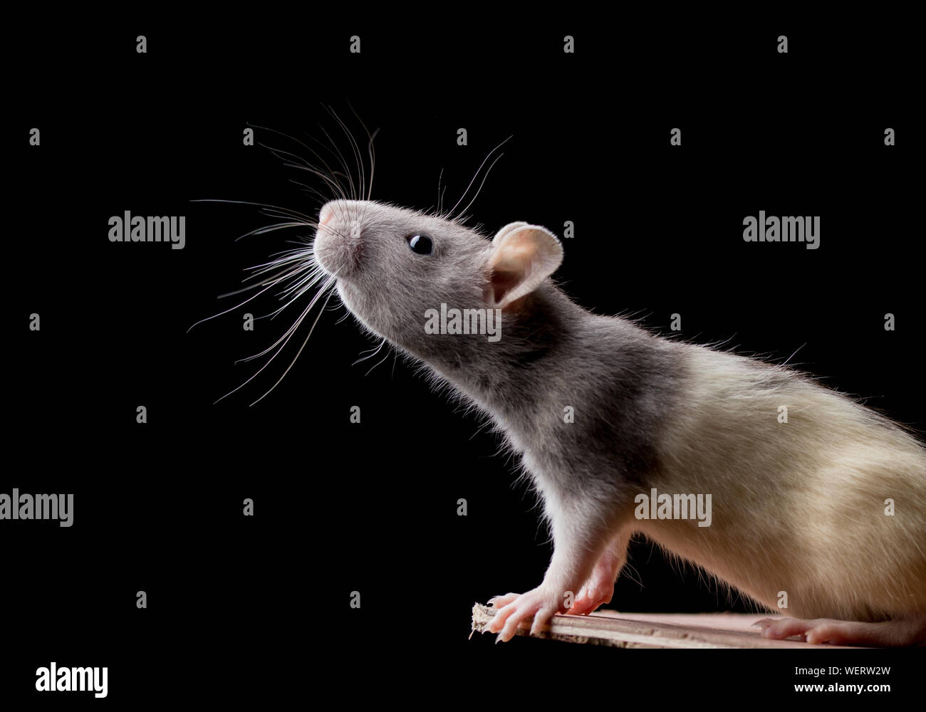 Rat head profile hi-res stock photography and images - Alamy