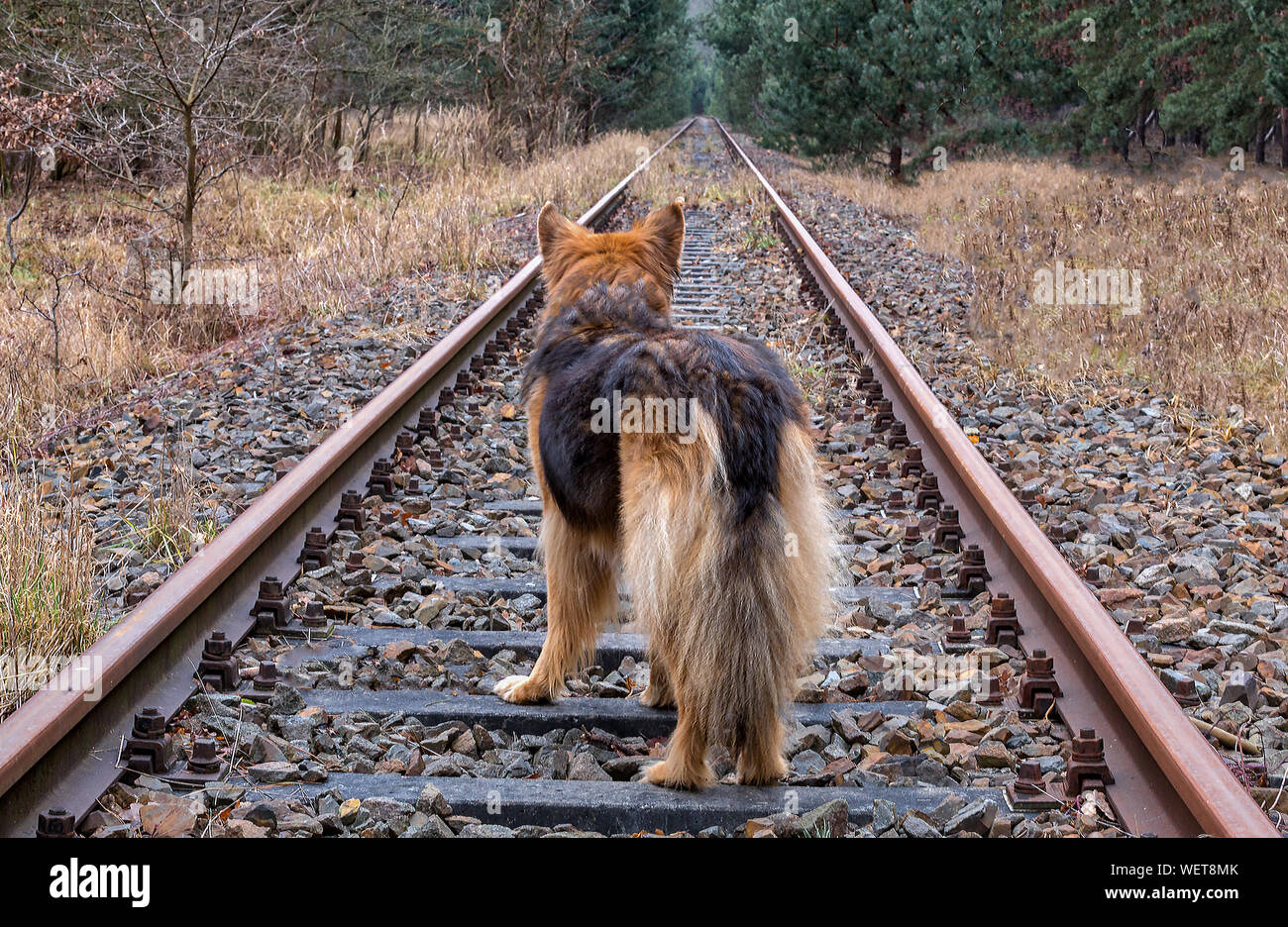 Dog railway hires stock photography and images Alamy