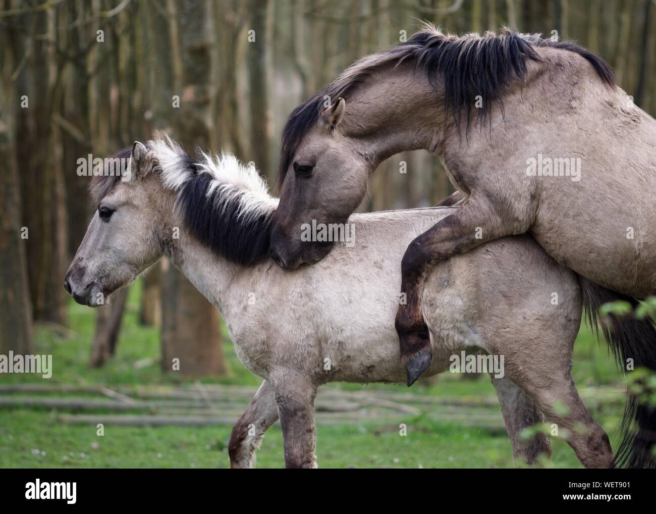 Handvest Koninklijke familie Niet ingewikkeld Horse mating behavior hi-res stock photography and images - Alamy Handvest Koninklijke familie Niet ingewikkeld Horse mating behavior hi-res stock photography and images - Alamy