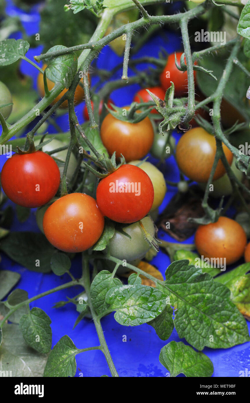 Ripening Cherry Tomato Plant Stock Photo - Alamy