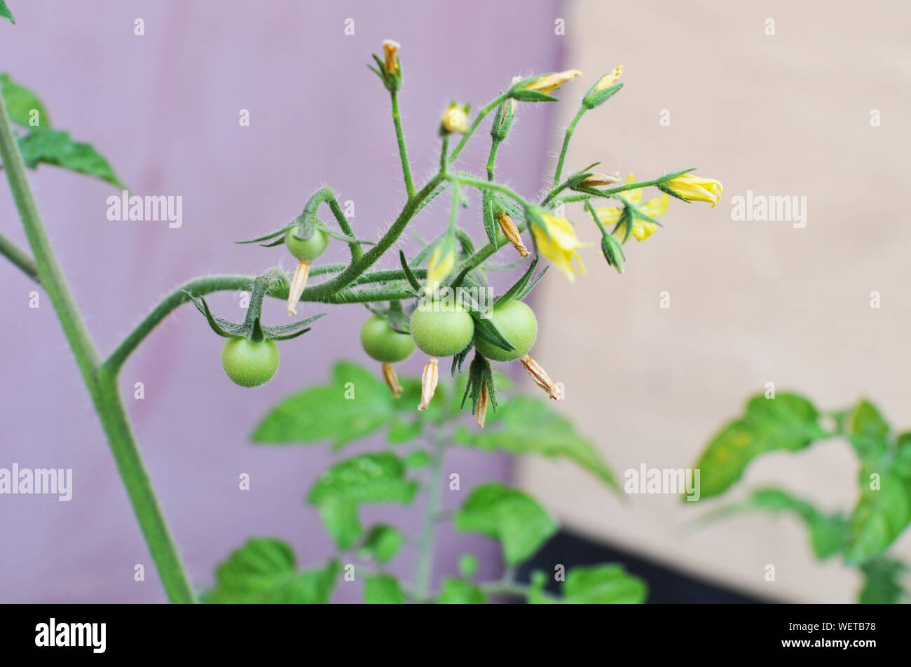 Tiny Cherry Tomatoes and Blossoms Stock Photo