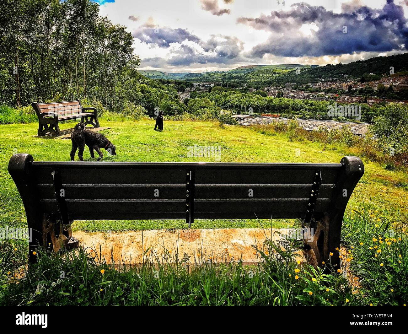 View Of Dogs In Park Stock Photo