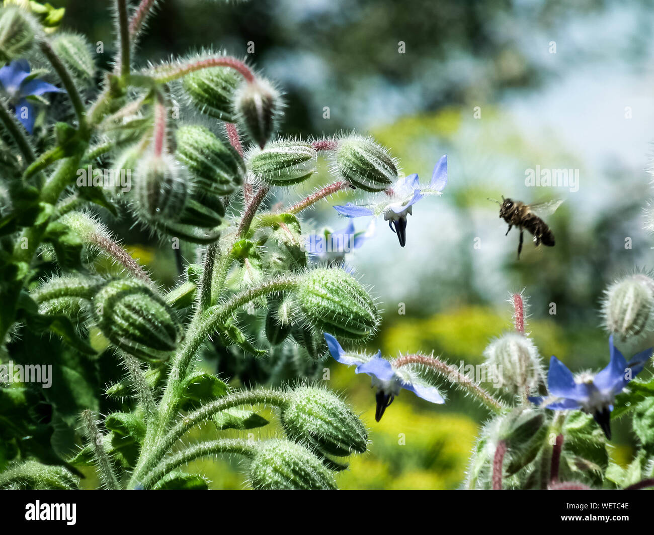 Buzzing bee hires stock photography and images Alamy
