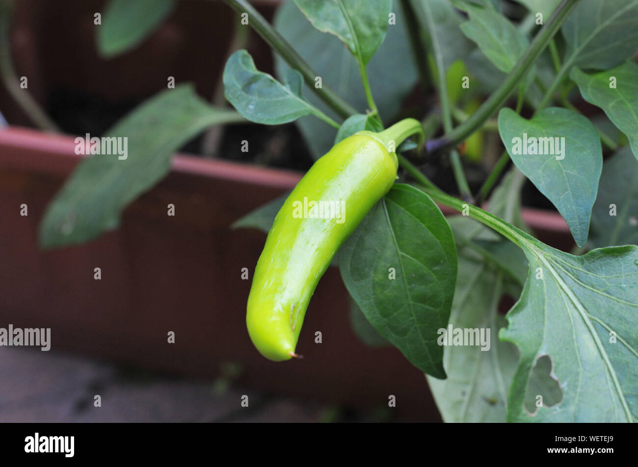 Chilli peppers growing plant hi-res stock photography and images - Alamy
