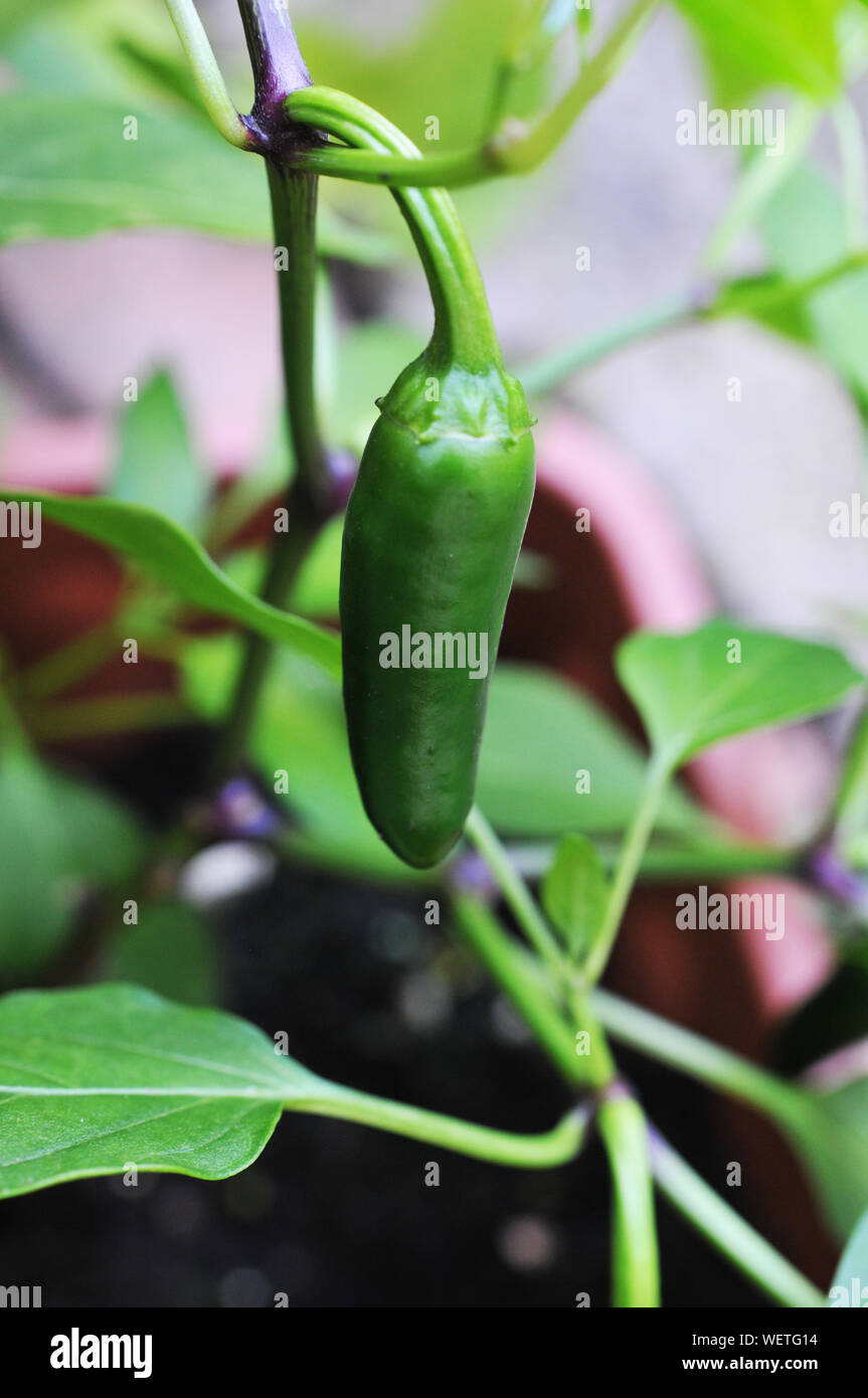 Growing Green Jalapeno Pepper Stock Photo Alamy
