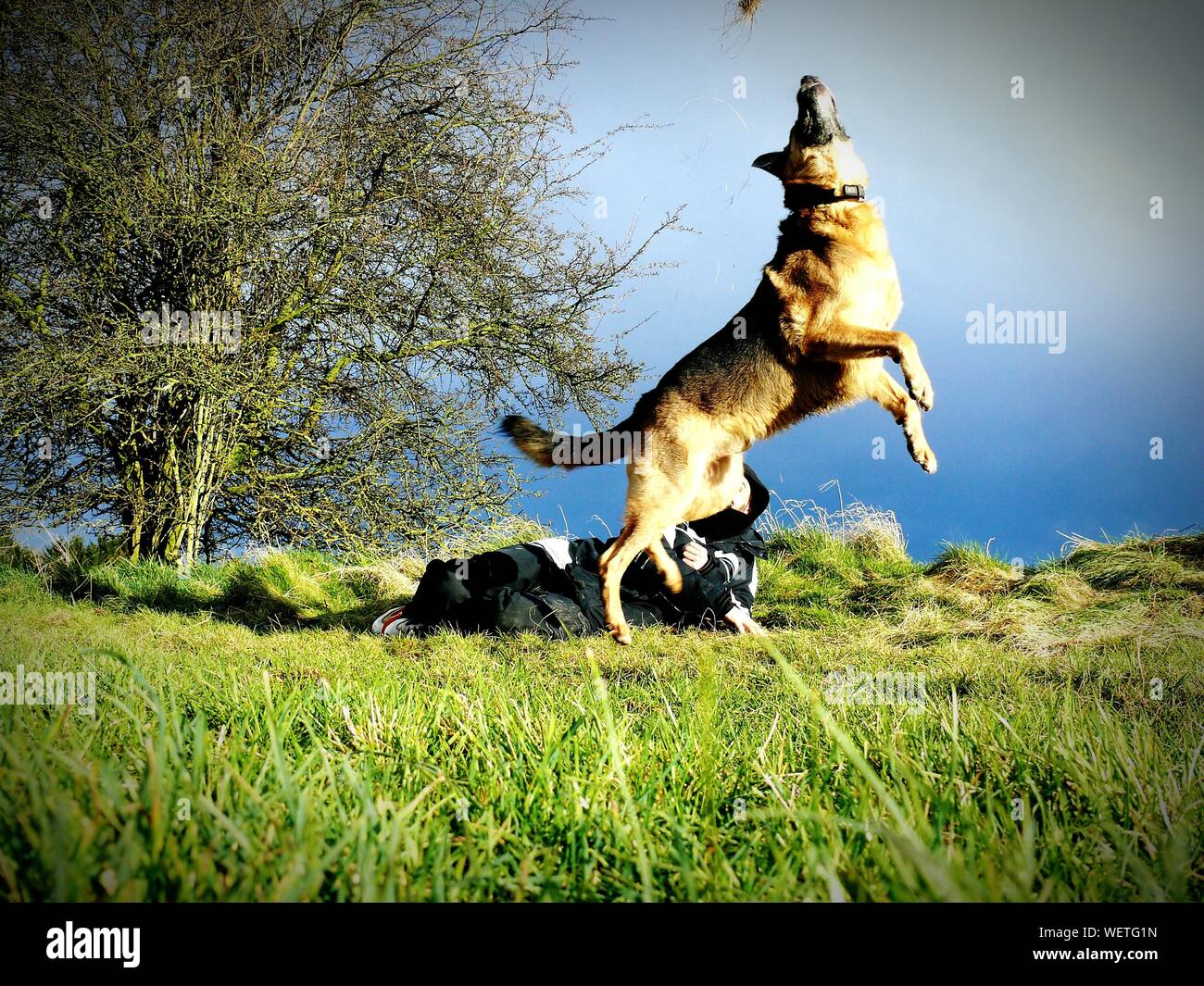 German shepherd jumping hires stock photography and images Alamy