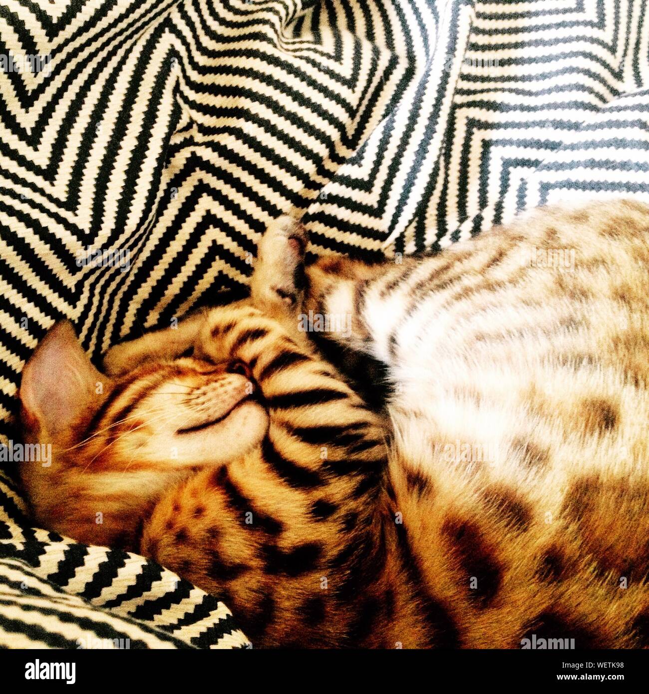 Cat Sleeping On Couch Stock Photo Alamy
