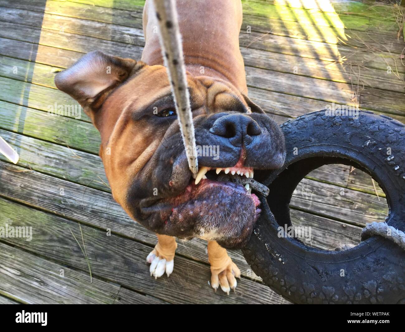 Dog with rope in his mouth hi-res stock photography and images - Alamy