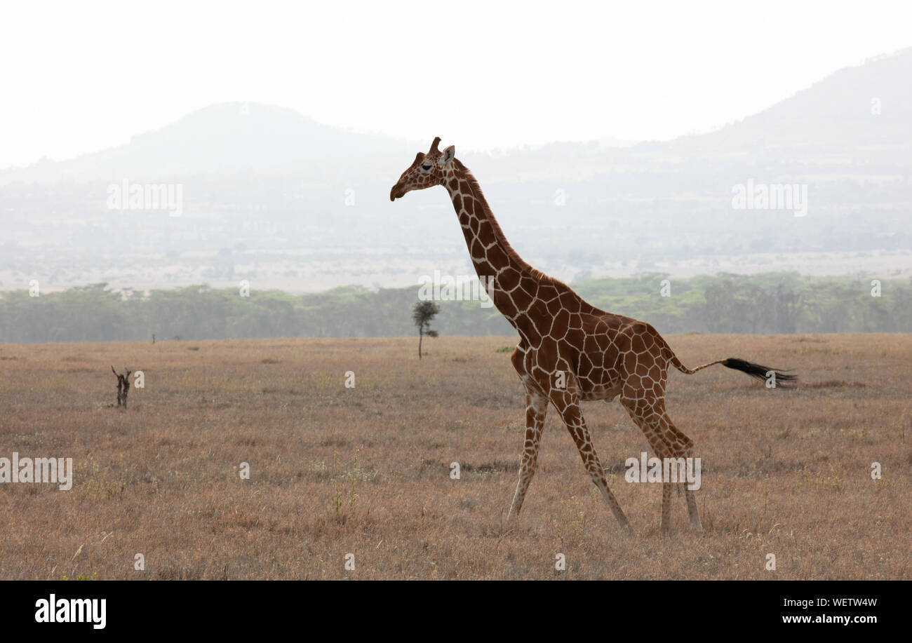 Reticulated Giraffe (Giraffa camelopardalis reticulata), N. Kenya, East Africa, by Dembinsky Photo Assoc Stock Photo