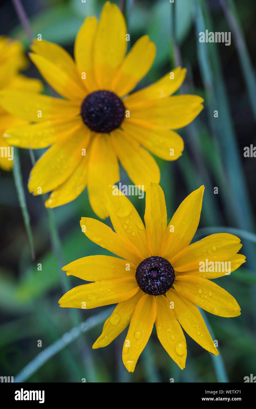 Black-eyed Susans (Rudbeckia hirta), flowering, Prairies, Eastern and Midwestern United States, by Bruce Montagne/Dembinsky Photo Assoc Stock Photo