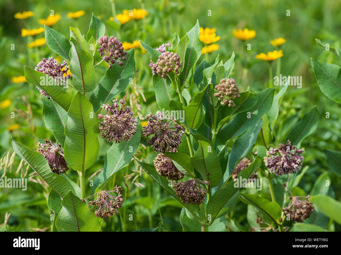 Common Milkweed in bloom (Asclepias syriaca), Eastern North America, United States, by Bruce Montagne/Dembinsky Photo Assoc Stock Photo