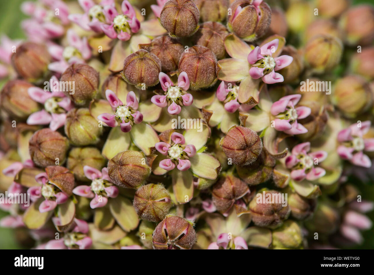 Common Milkweed flowers (Asclepias syriaca), Eastern North America, United States, by Bruce Montagne/Dembinsky Photo Assoc Stock Photo